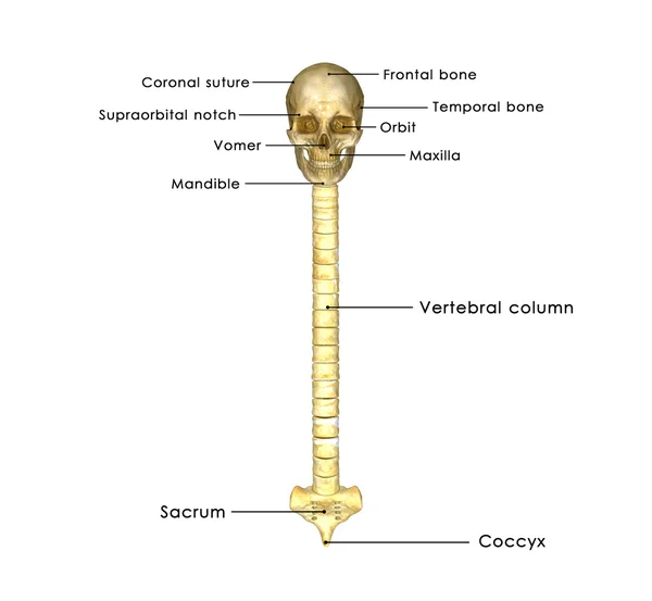 Back bone with skull and sac — Stock Photo, Image