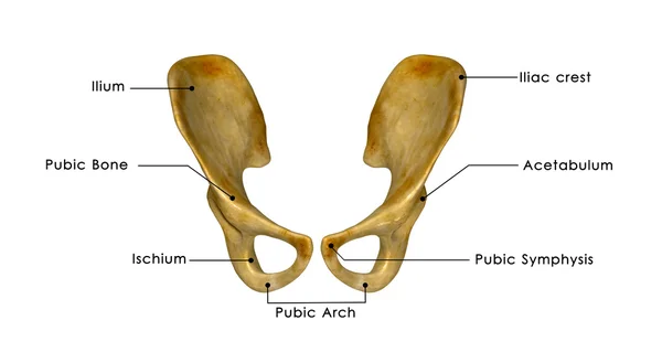 Hüftknochen — Stockfoto