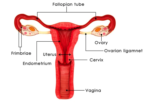 Vulva visual data 7