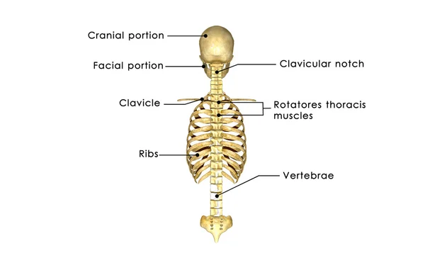 .肋骨の背中を持つ頭蓋骨 — ストック写真