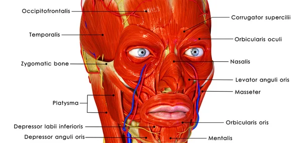Músculos faciais — Fotografia de Stock