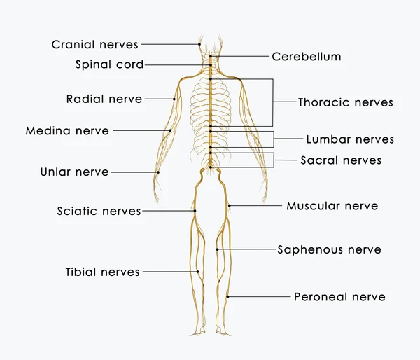 Nervios — Foto de Stock