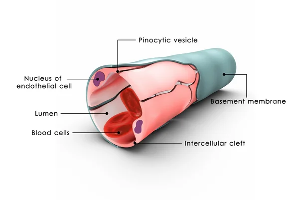 细胞与毛细血管壁 — 图库照片