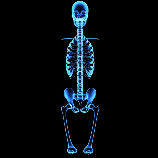 Skeleton — Stock Photo, Image