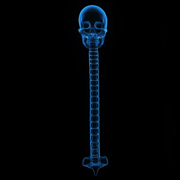 Backbone dengan Skull — Stok Foto