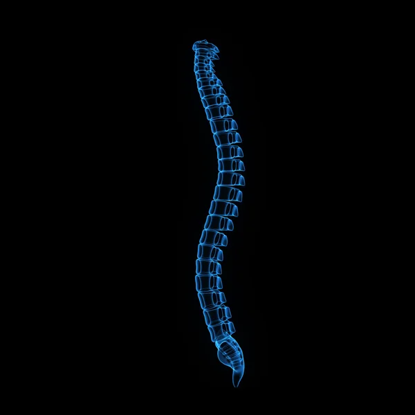 Spinal cord — Stock Photo, Image