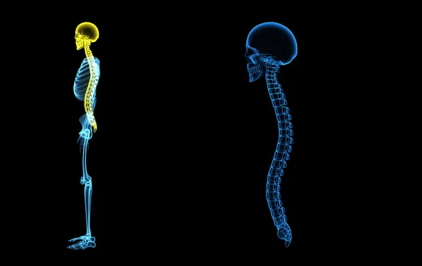 Rückenknochen mit Schädelrücken — Stockfoto