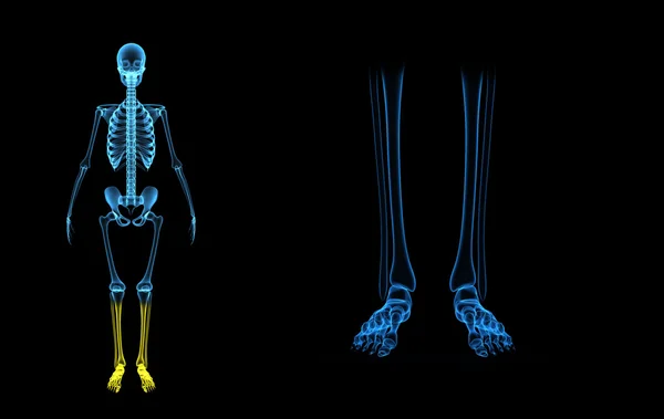 İskelet bacaklar — Stok fotoğraf