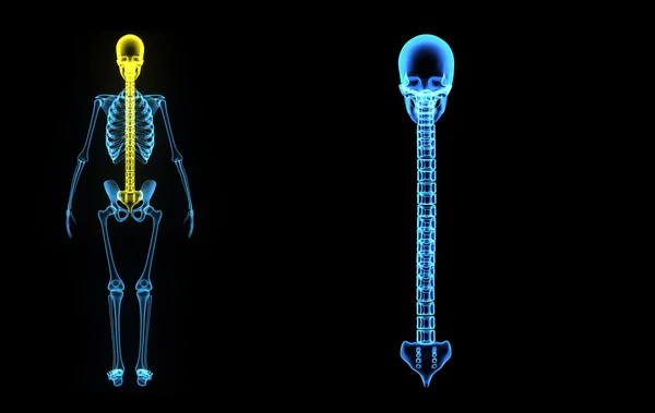 Ossa dorsale con cranio indietro — Foto Stock