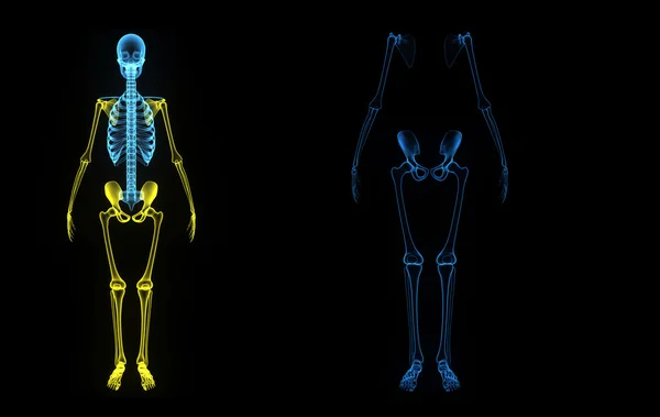 Skeleton benen en handen — Stockfoto