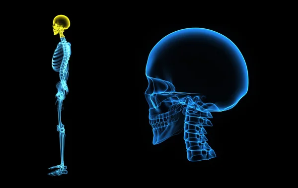 Skull — Stock Photo, Image