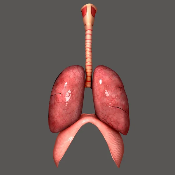 Lungs — Stock Photo, Image