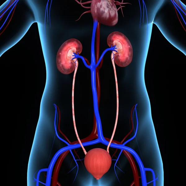 Kidneys and Heart — Stock Photo, Image