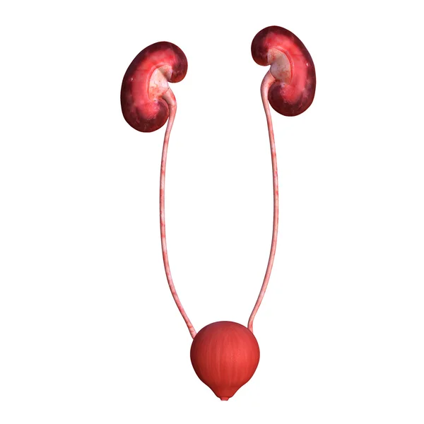 Kidneys — Stock Photo, Image