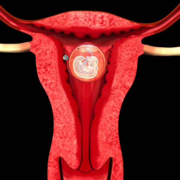 Репродуктивная система — стоковое фото