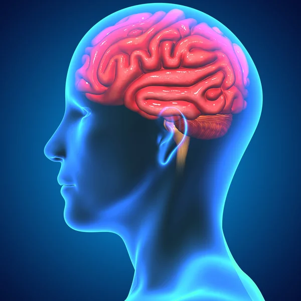 Brain — Stock Photo, Image