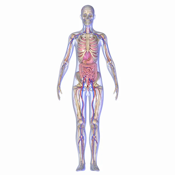 Anatomia umana — Foto Stock