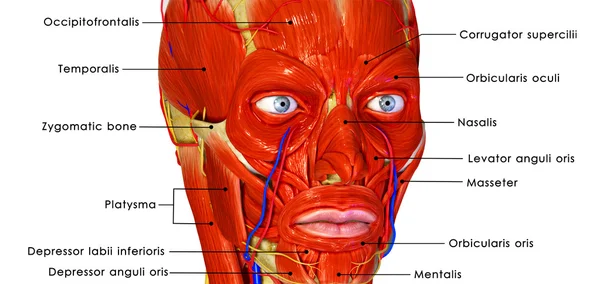 Facial muscles — Stock Image Facial muscles Stock Picture