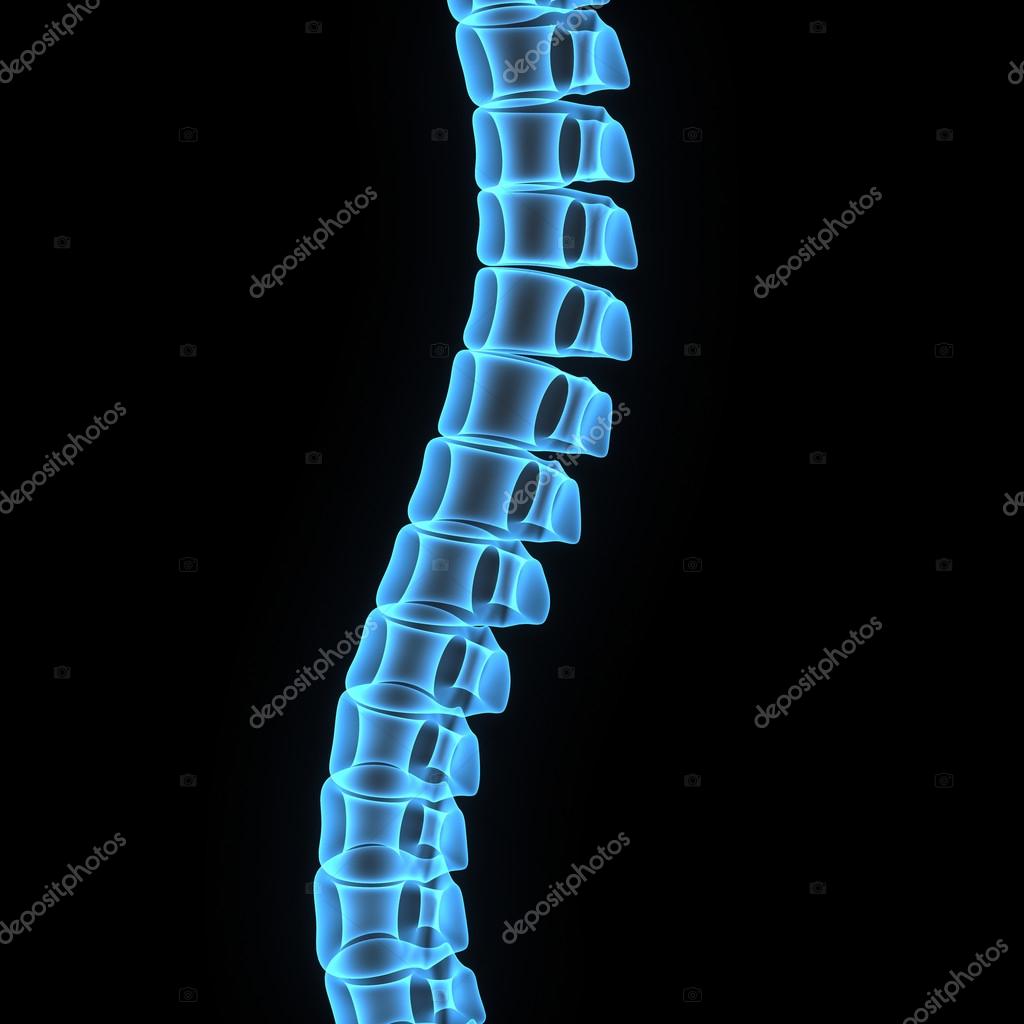 Spine, pain, backbone, back, logo, health, human, medical, white, medicine, anatomy, background, illustration, icon, bone, person, design, skeleton, body, vertebra, isolated, science, organ, sign, symbol, adult, healthy, object, hand