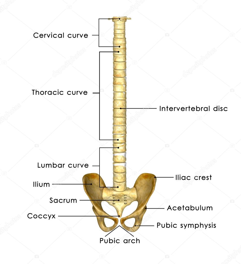 Backbone with hips