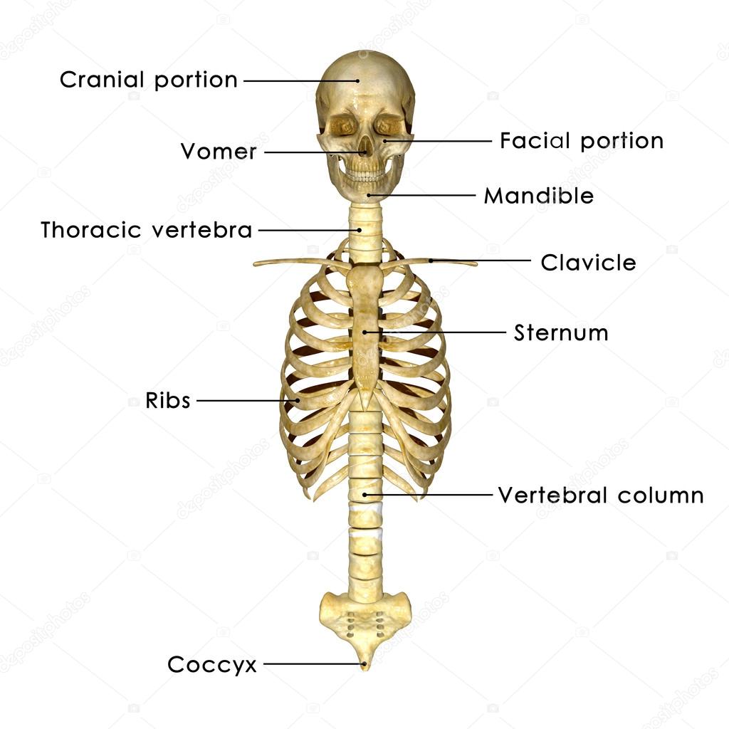 Skull with ribs