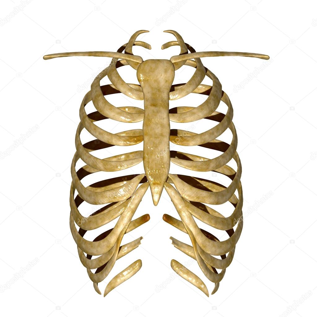Skeleton of thorax