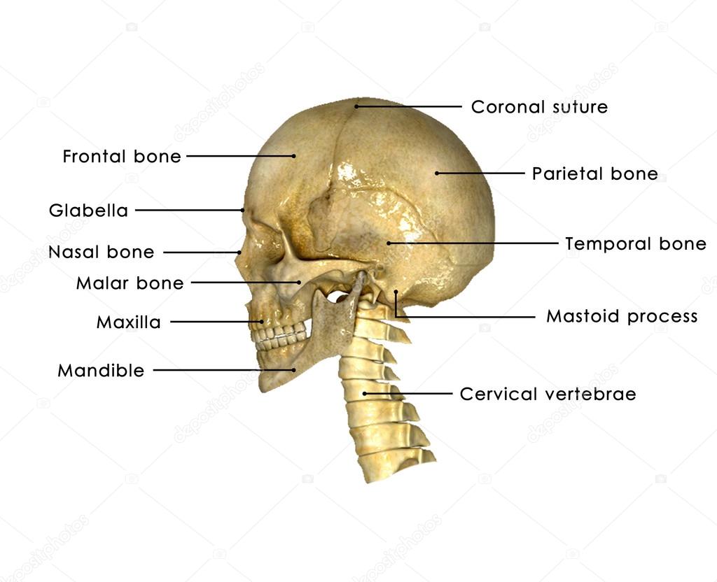 Side face vertebrae