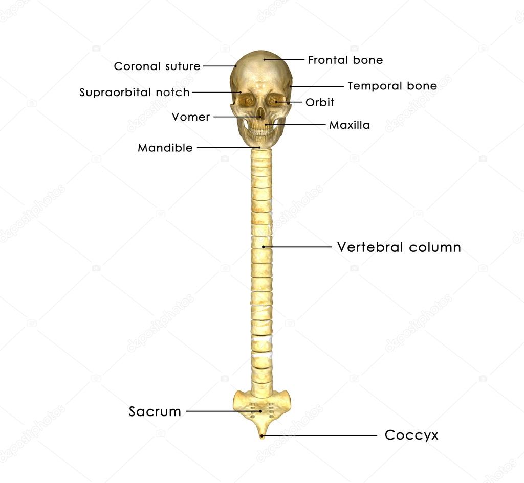 Back Bone With Skull And Sac Stock Photo Image By C Sciencepics 63100965