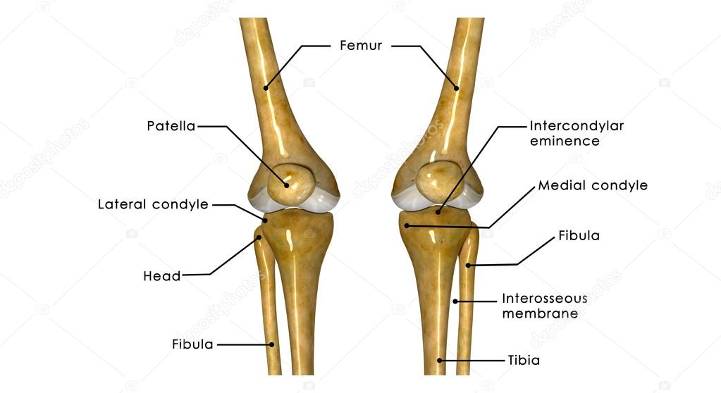 Knee joints Stock Photo by ©sciencepics 63100969