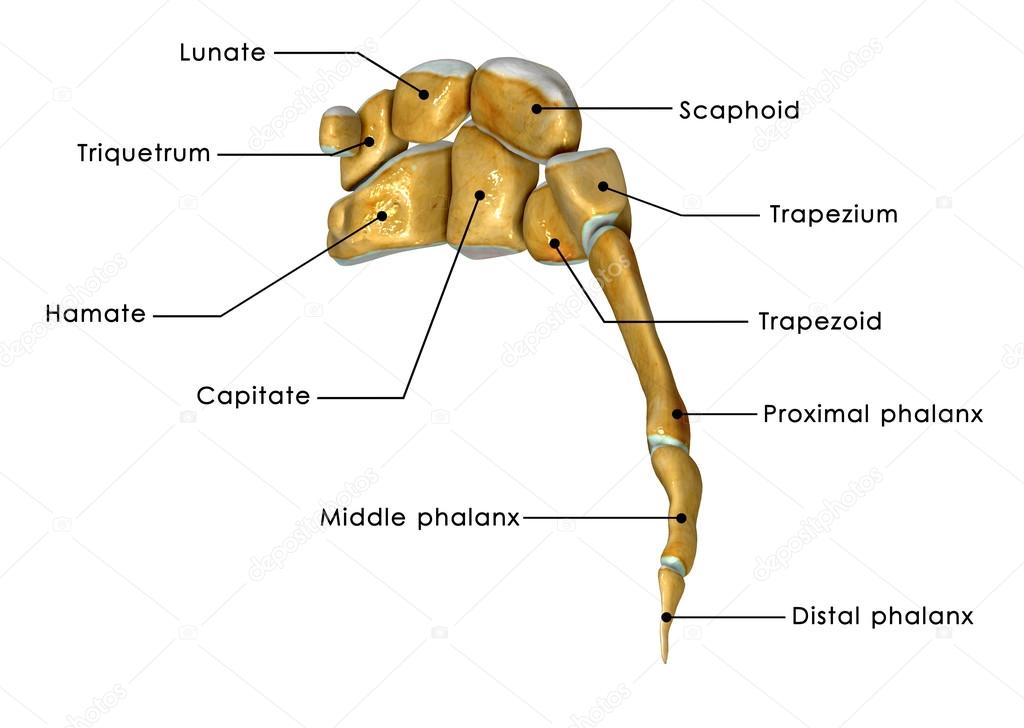 sciencepics