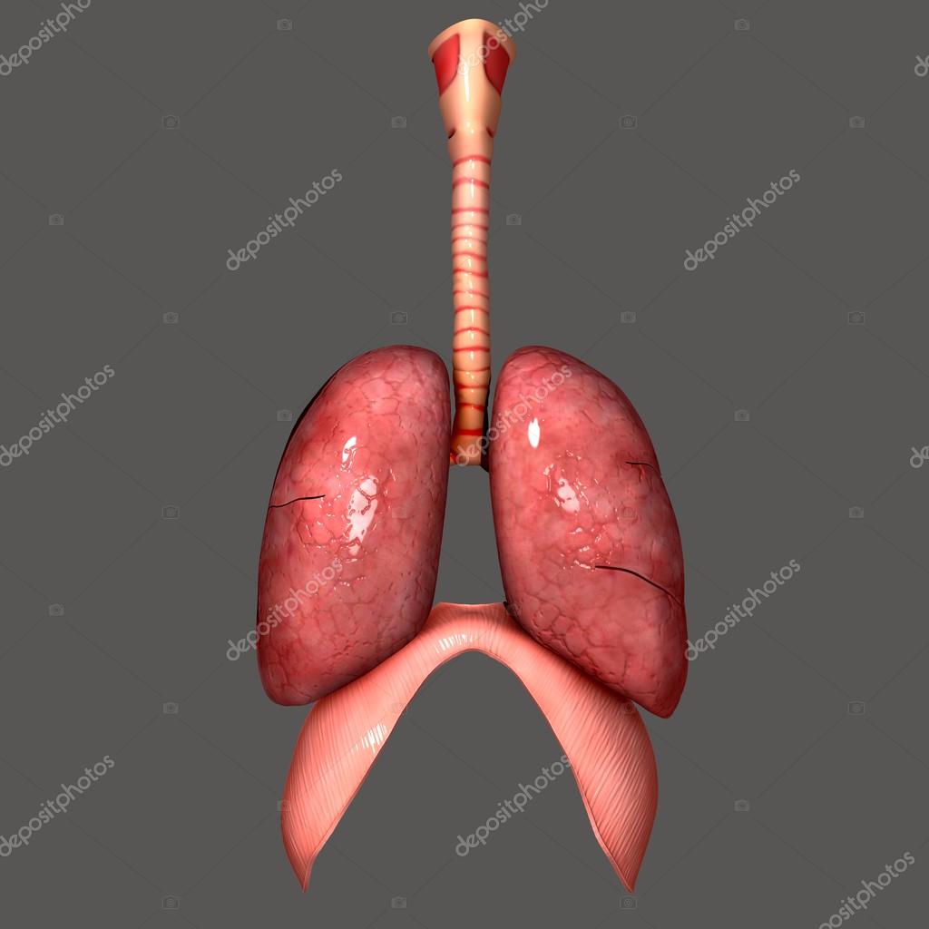 Lungs Stock Photo by ©sciencepics 63101523