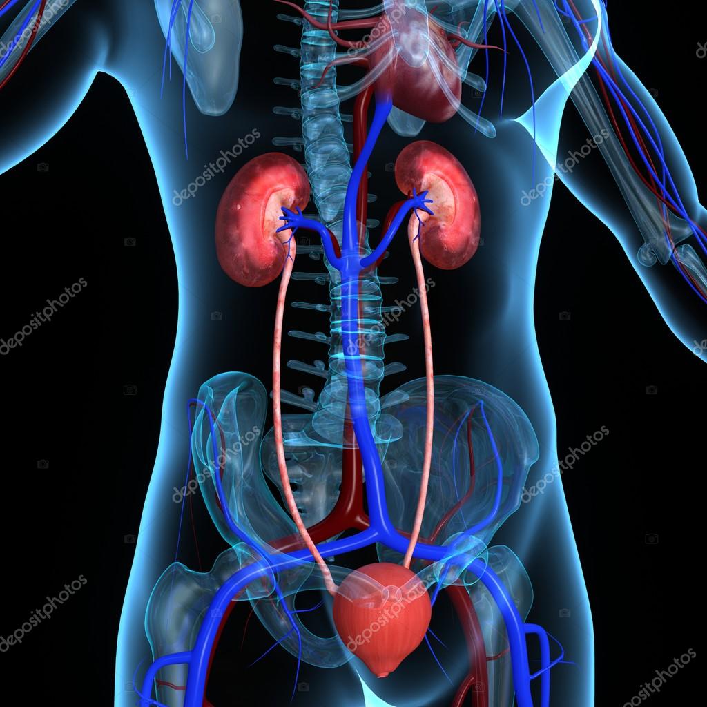 Kidneys and Heart — Stock Photo © sciencepics 63101691