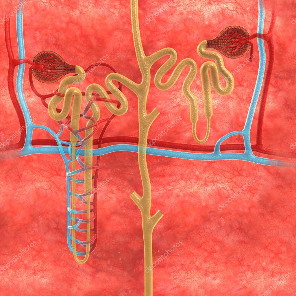 Néfrons — Fotografia de stock © sciencepics #63101763, image size:1024x1024