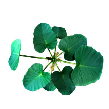 colocasia