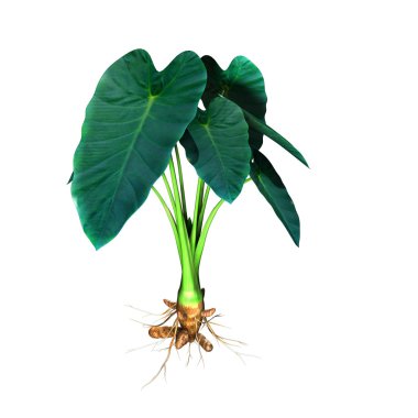 colocasia