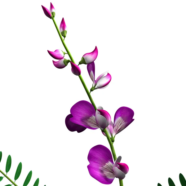 Fabaceae — Stockfoto