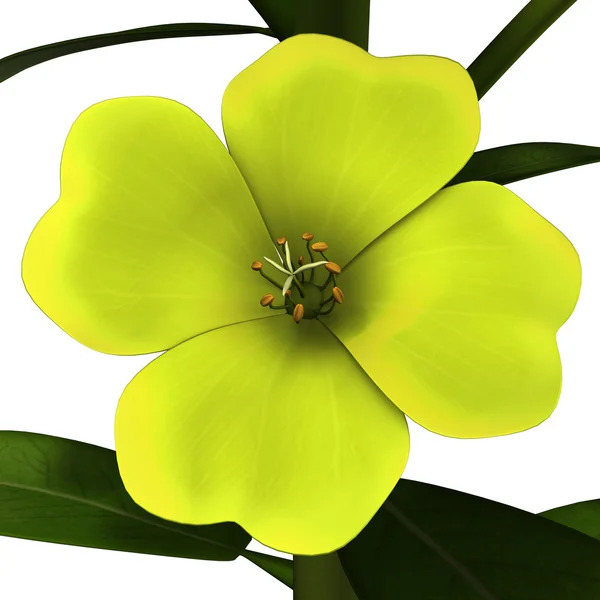 Oenothera — Stock Photo, Image