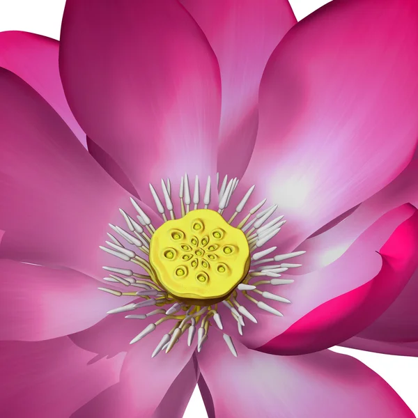 Heilige Lotus. — Stockfoto