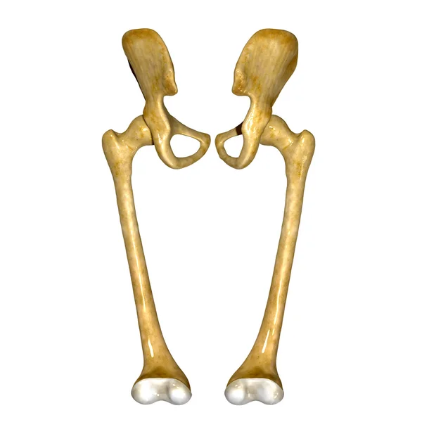 Femur — Stock Photo, Image