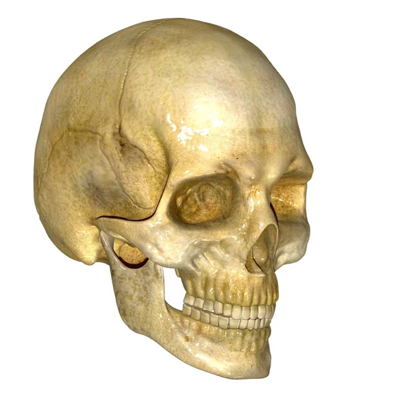 Skull — Stock Photo, Image