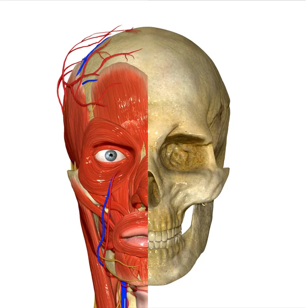 Skull with muscles — Stock Photo, Image