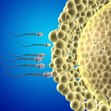 Kadın sperm