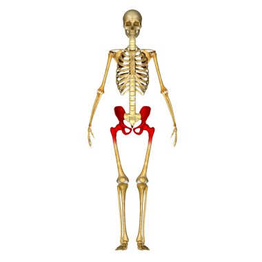 Skeleton hip clipart