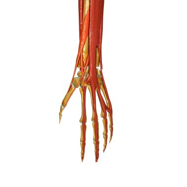 Muscle hand clipart