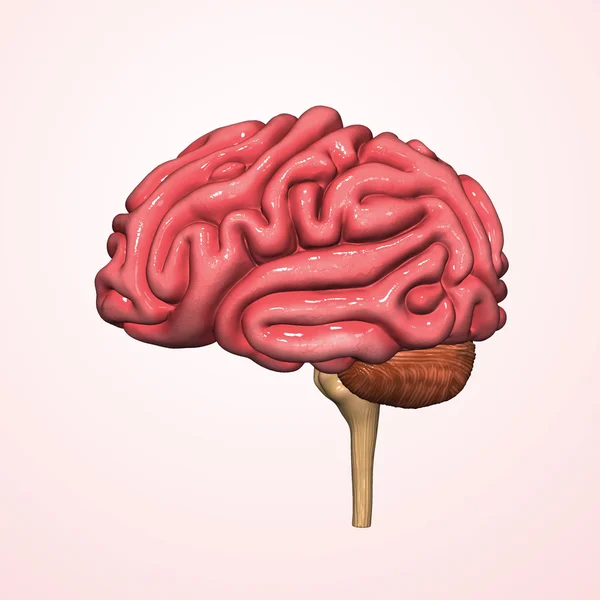 Brain — Stock Photo, Image