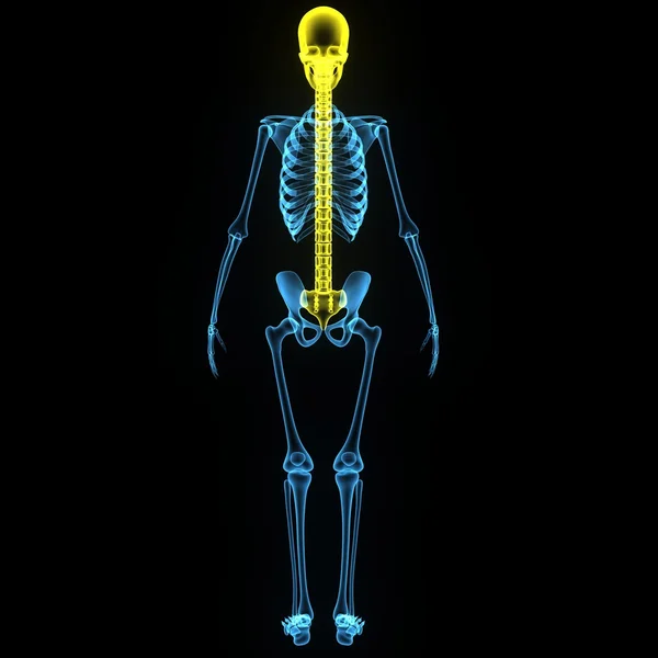 Cráneo con columna vertebral — Foto de Stock