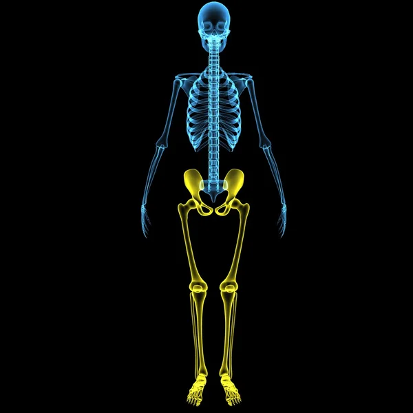 Gambe scheletriche — Foto Stock