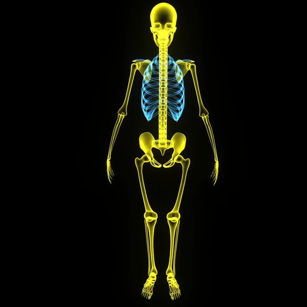 Skeleton — Stock Photo, Image