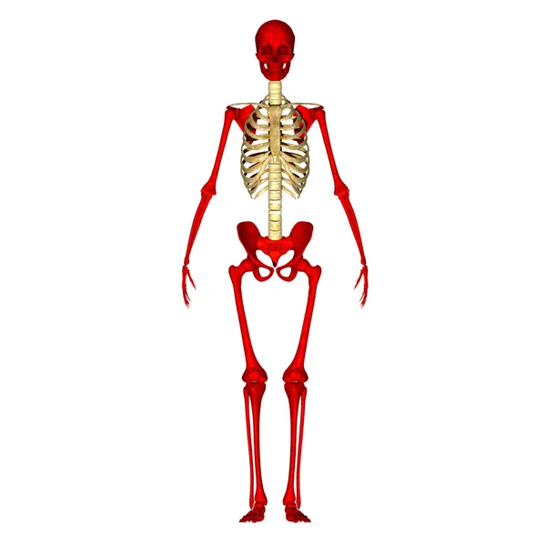 Skeleton — Stock Photo, Image