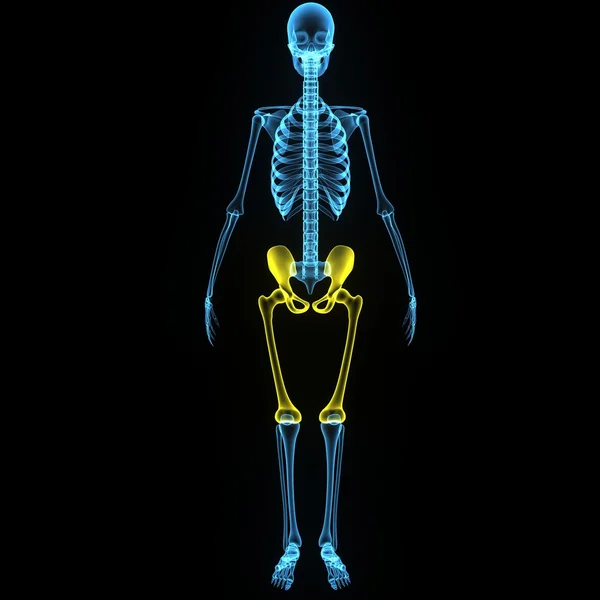 Hip with femur — Stock Photo, Image